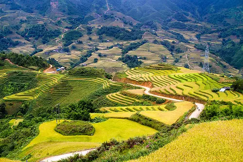 rice fields vietnam