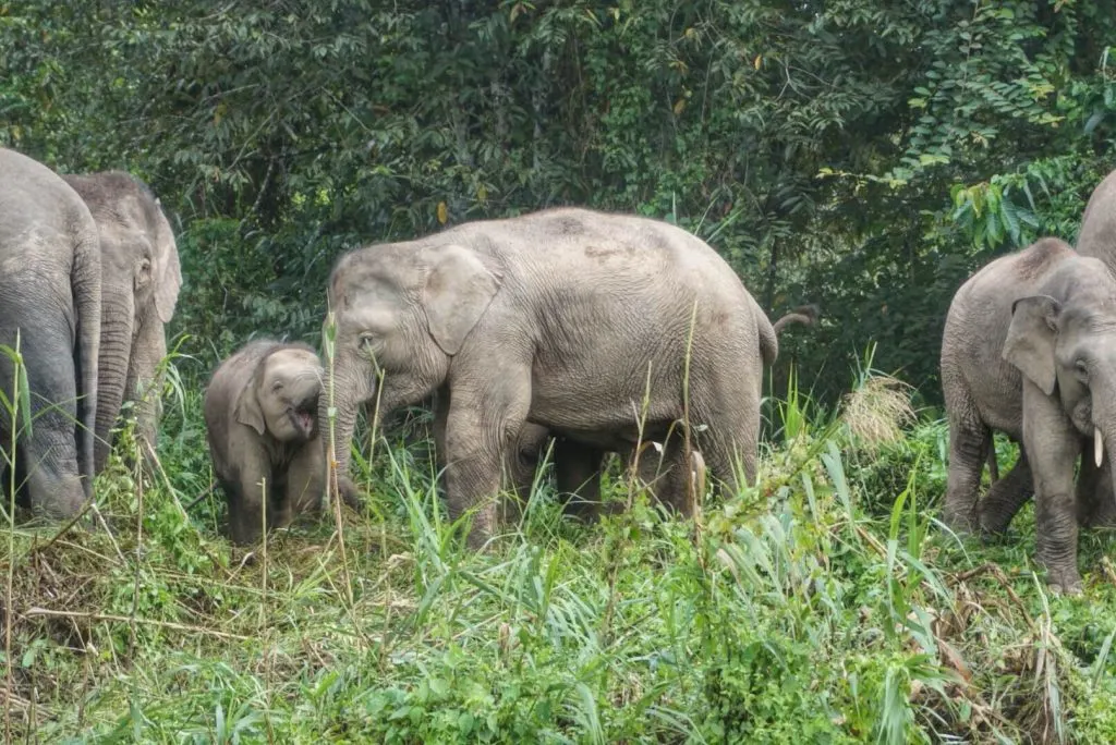 A group of pygmy elephants, both adults and babies, in the rainforest