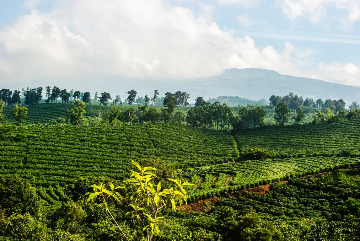 An image of coffee plantations 