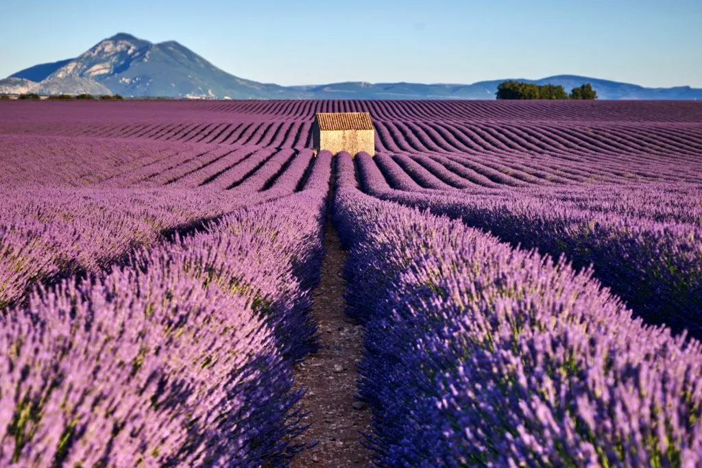 Lavender fields in Provence