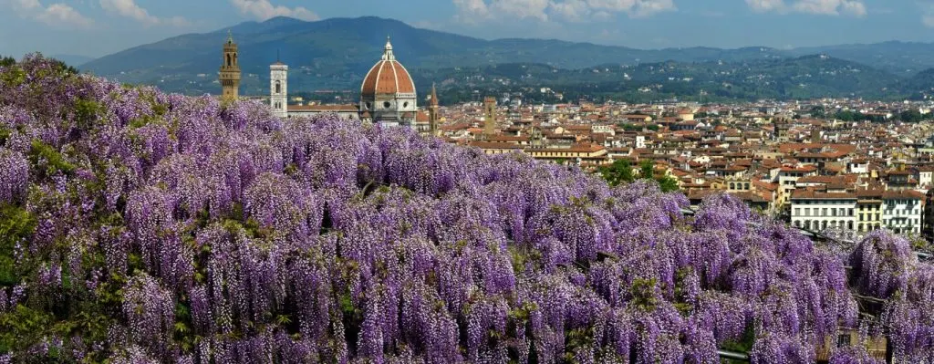 A sea of purple wisteria, and in the background the city of Florence and Santa Maria del Fiore Cathedral. Image inserted in a post about the best views of Florence