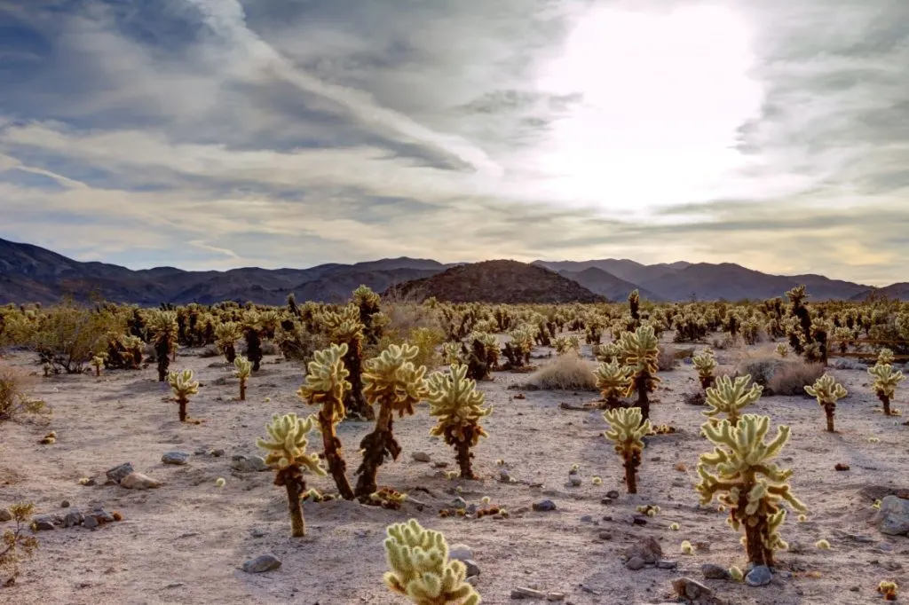 An image of cacti in Joshua Tree National Park  inserted in a post about day trips from Palm Springs