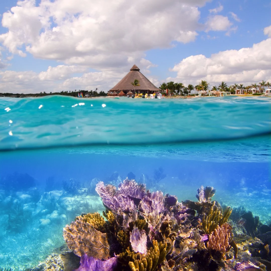 picture of blue water, with colorful underwater corals at the bottom of the image, and palm trees seen in the distance at the top 