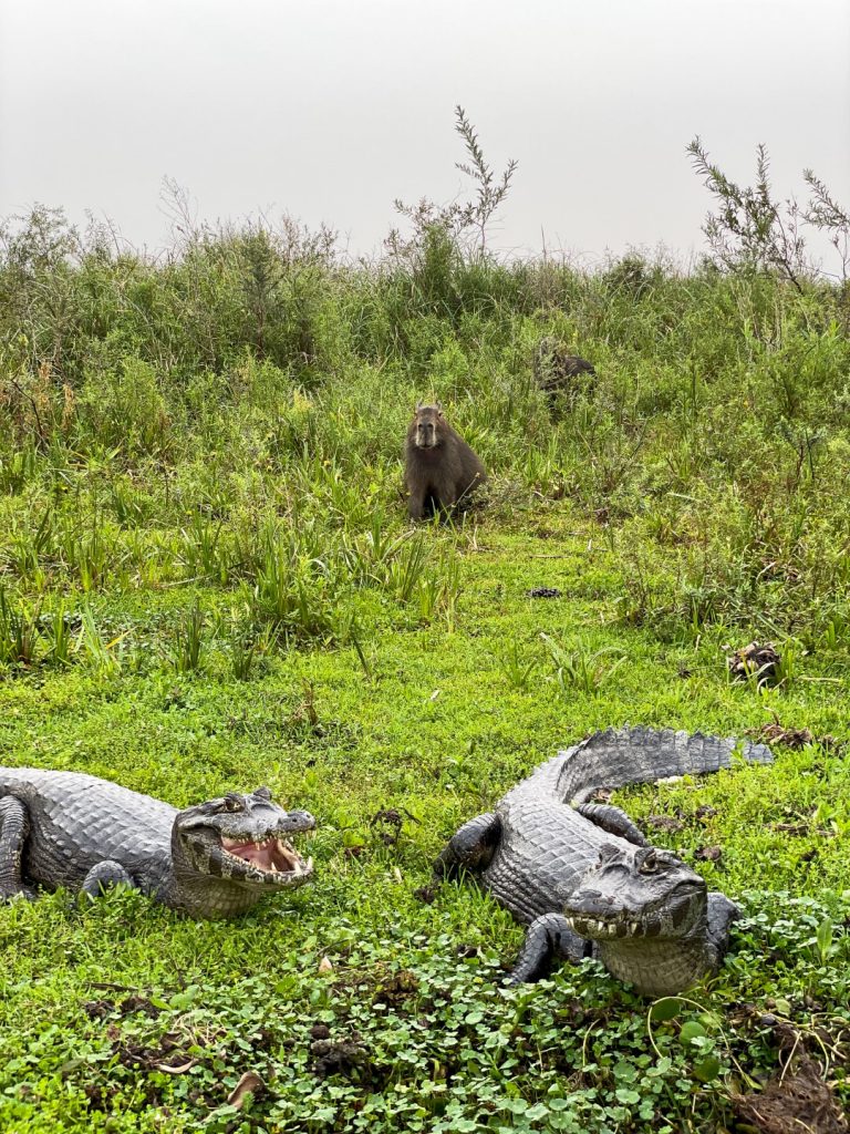 Two crocodiles in the grass