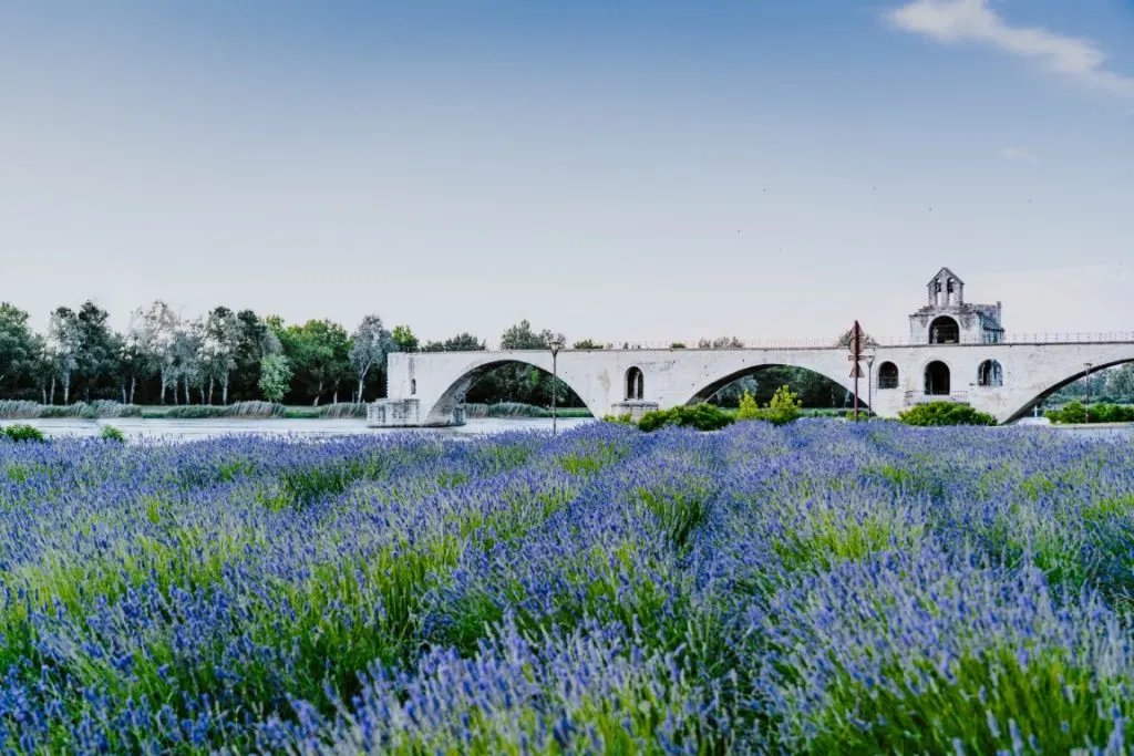 Lavender fields in Avignon 