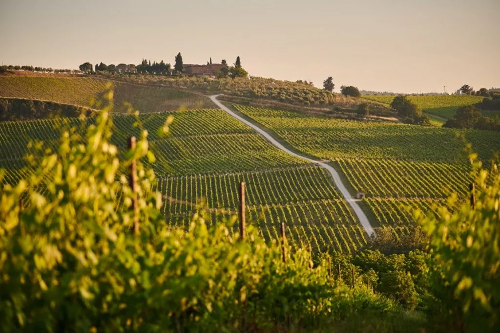 An image of vineyards rows in Tuscany, with a house in the distance