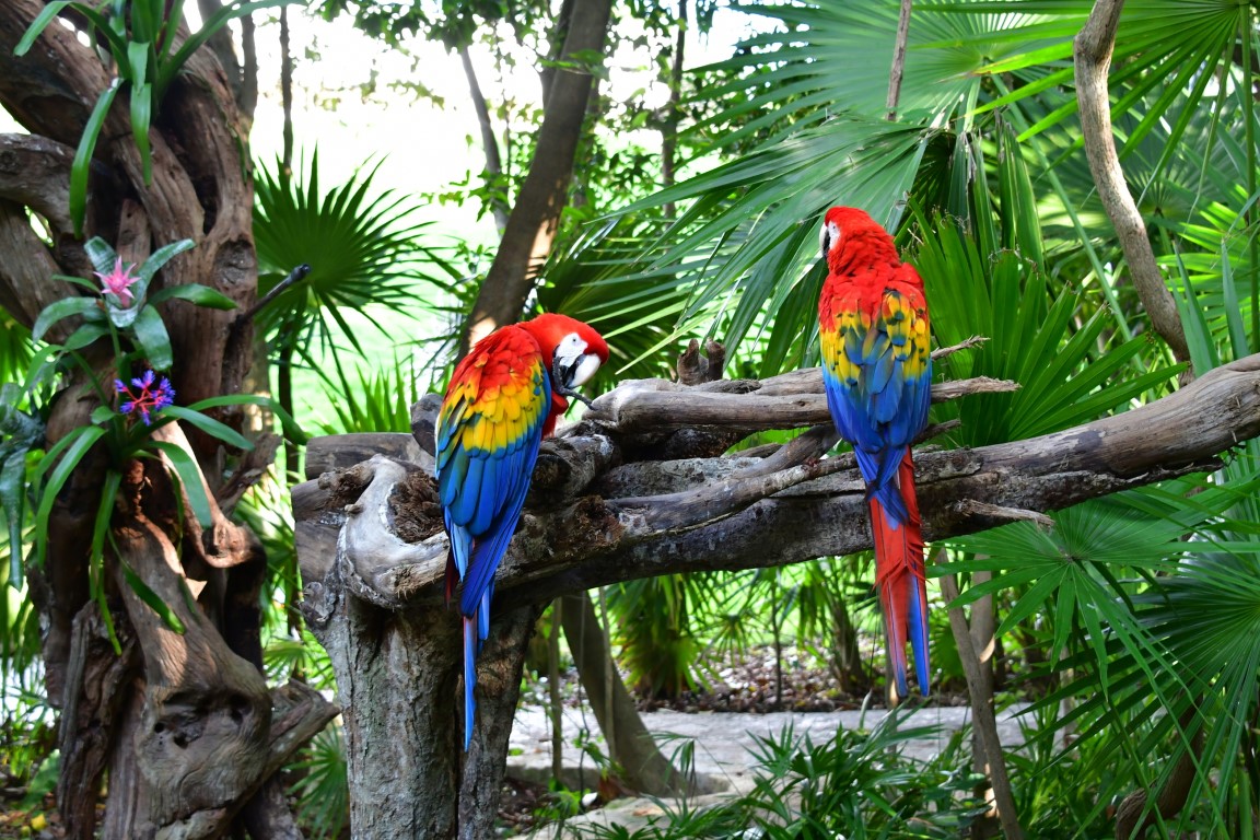 Two colorful parrots on a tree