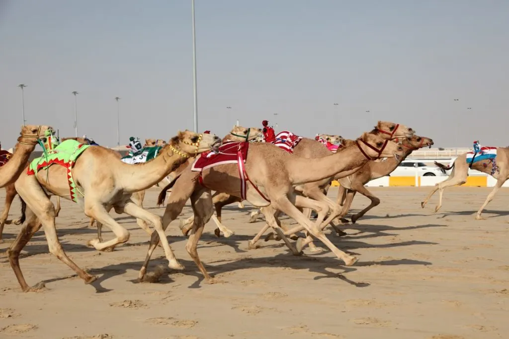 camels running during a race