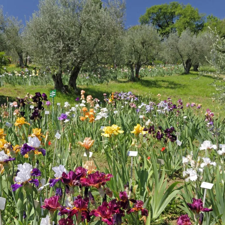 Iris flowers in bloom, surrounded by vividly green grass and trees, inserted in a post about the best views in Florence