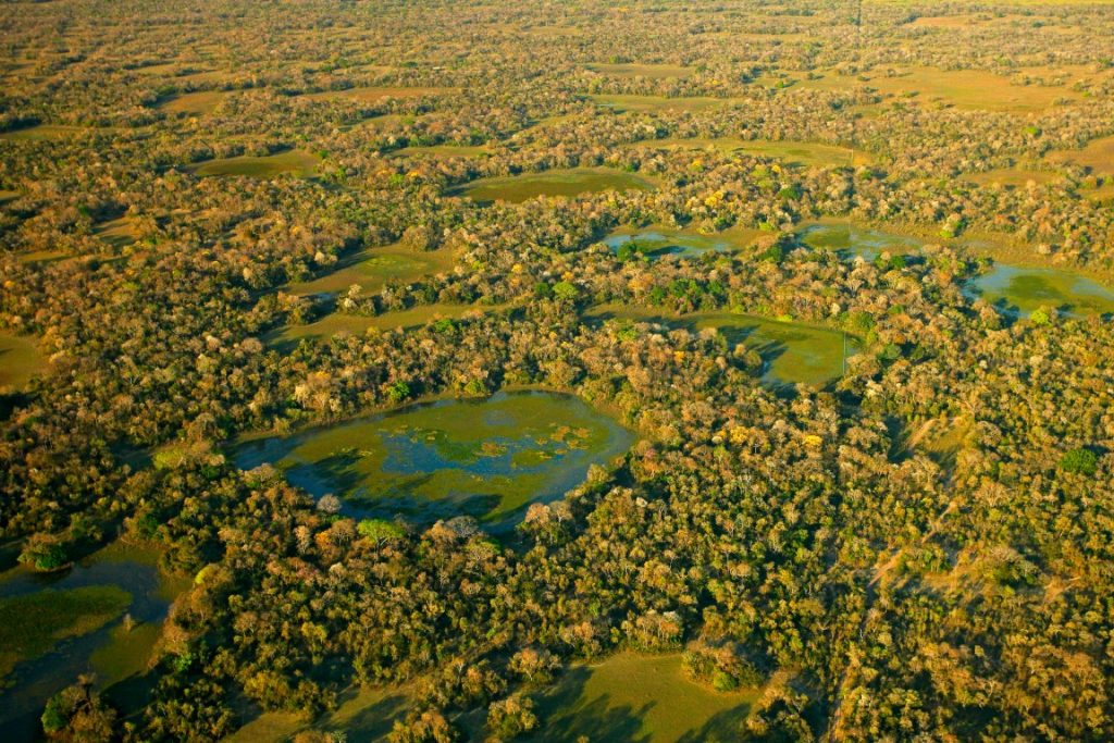 An overhead shot of green and yellow wetlands and mangroves 