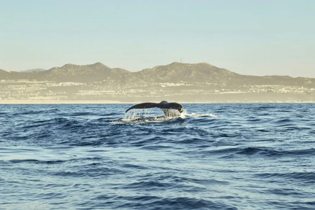 A whale's tail in the sea, with mountains in the background