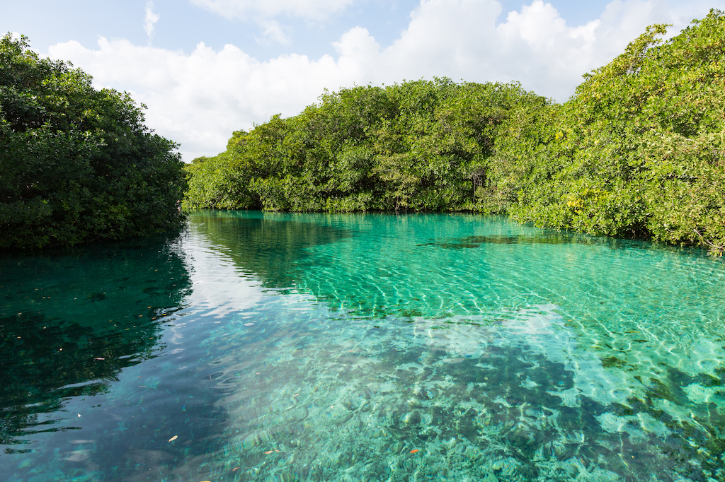 Turquoise lagoon at Casa Cenote surrounded by mangroves.