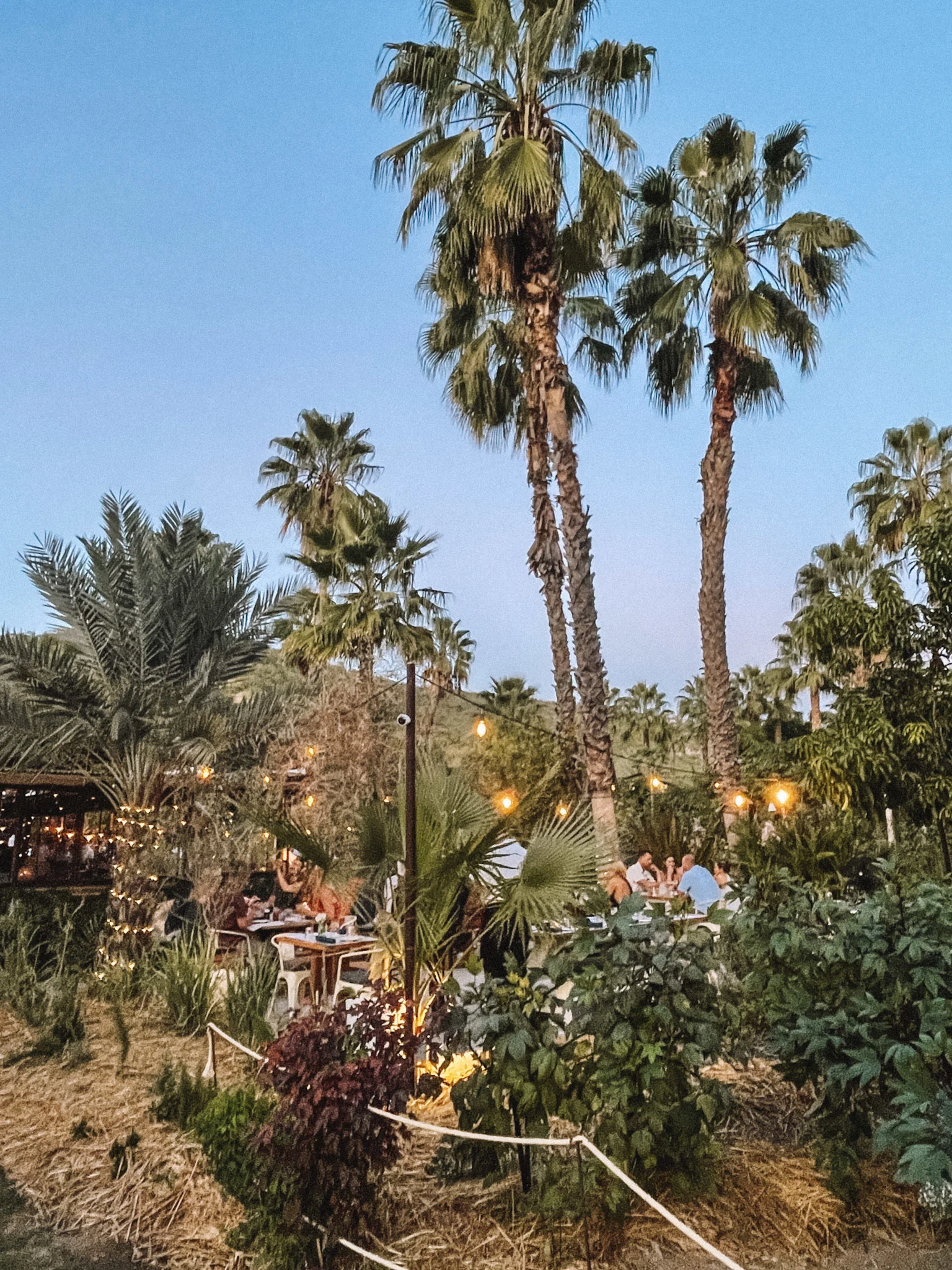 The outdoor dining area at Las Flores in Los Cabos, surrounded by vegetation