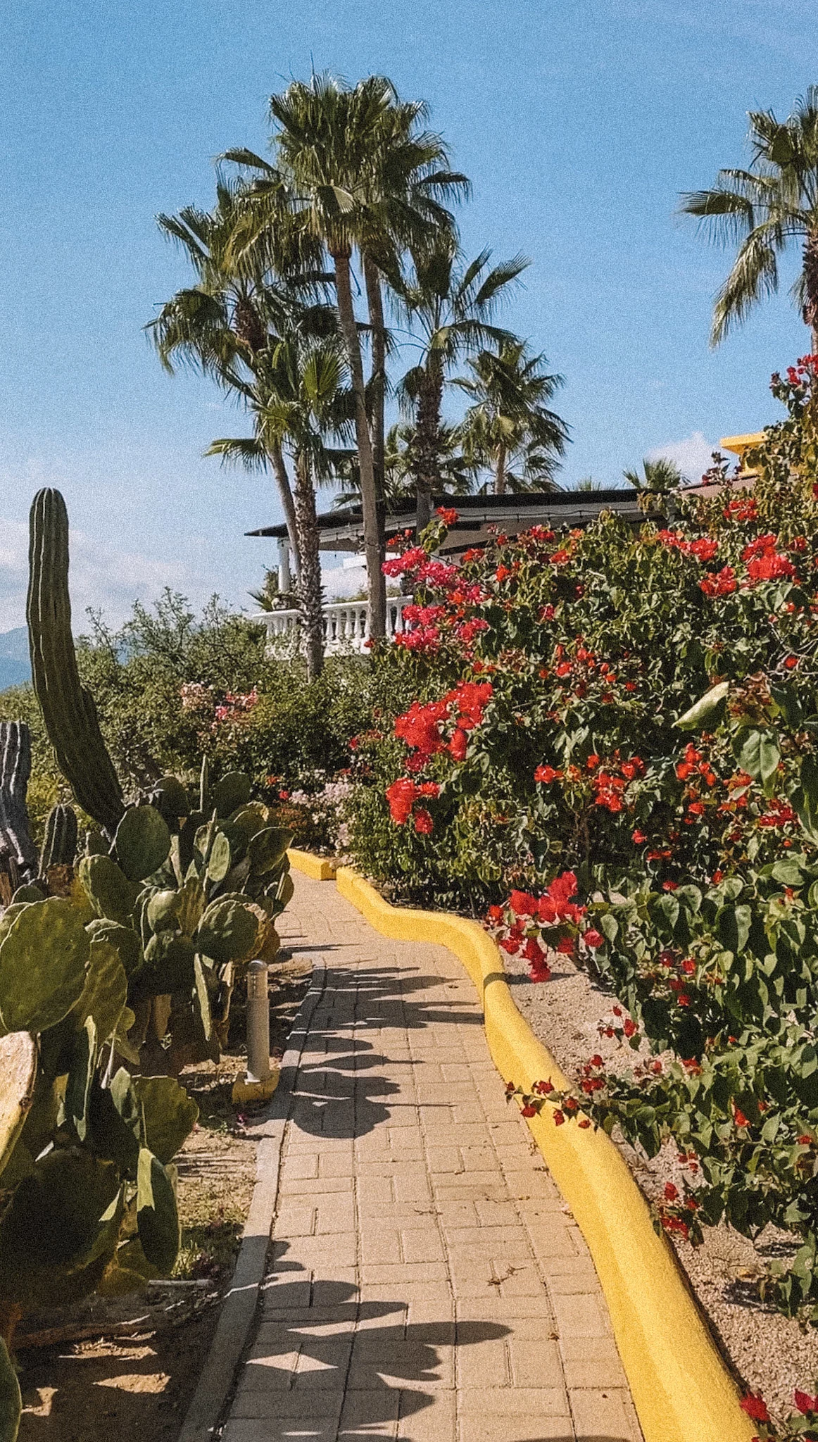 Image of a walkway lines with cacti on one side and bougainvillea on the other