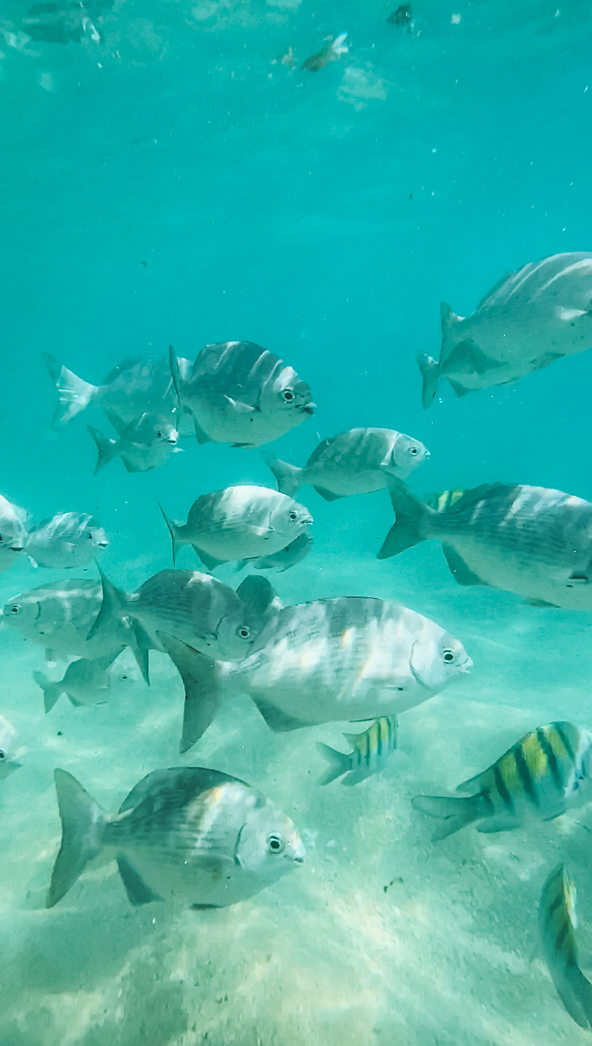 Image of many grey and yellow fish in the sea.