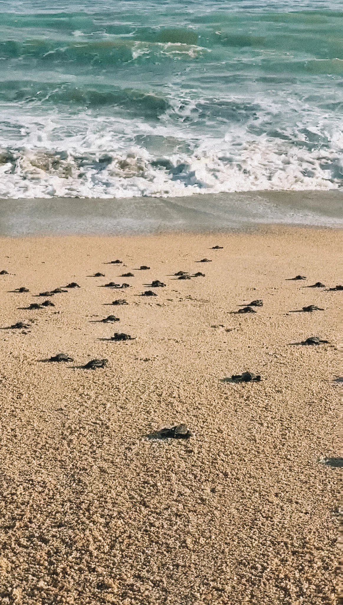 Turtle hatchlings making their way on the sand to the ocean