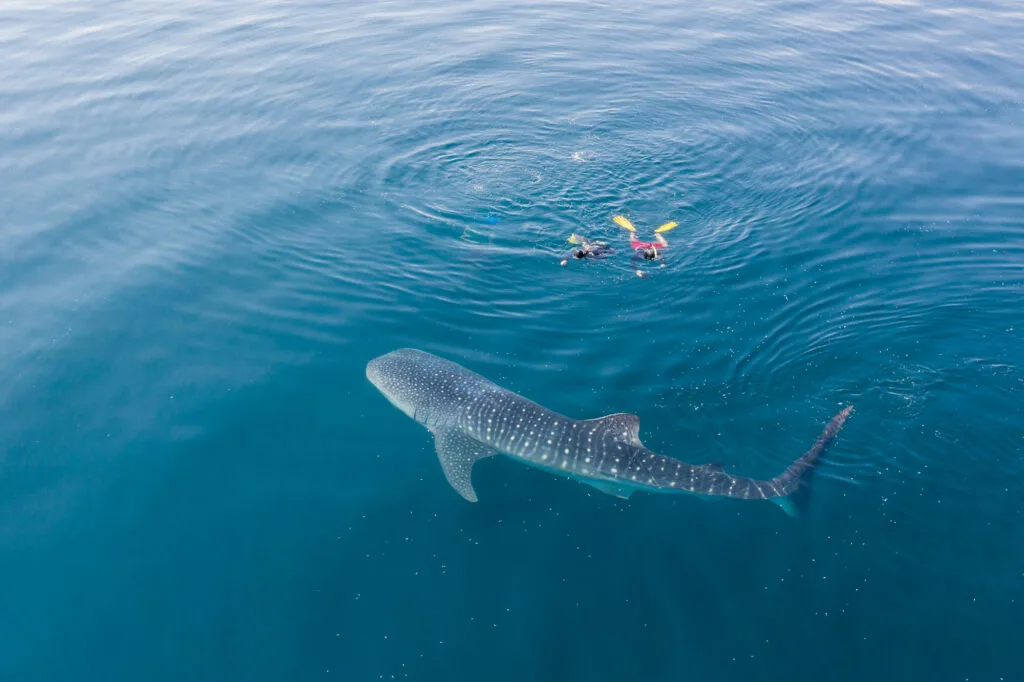 Two people in the water while a whale shark swims past them