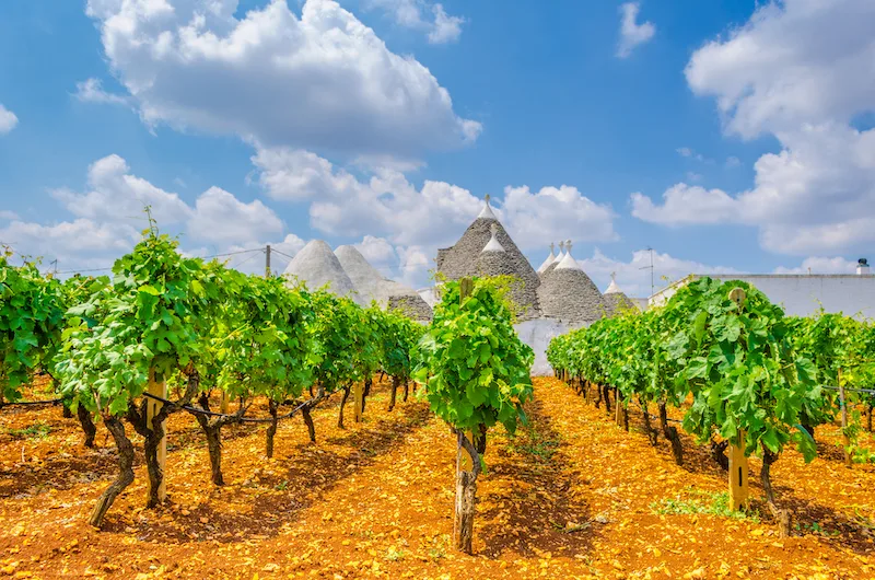 Vineyards wtìith the traditional trulli of Alberobello in the background, one of the best places for wine tasting in Puglia.