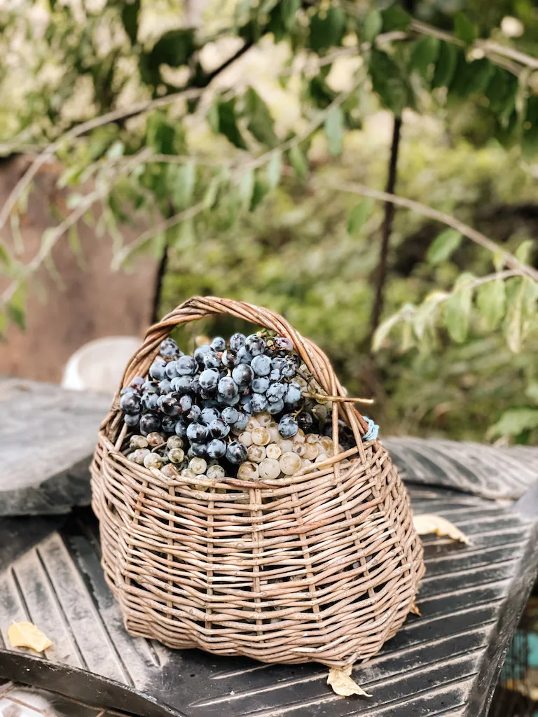 A basket full of white and red grapes in a vineyard in Naples