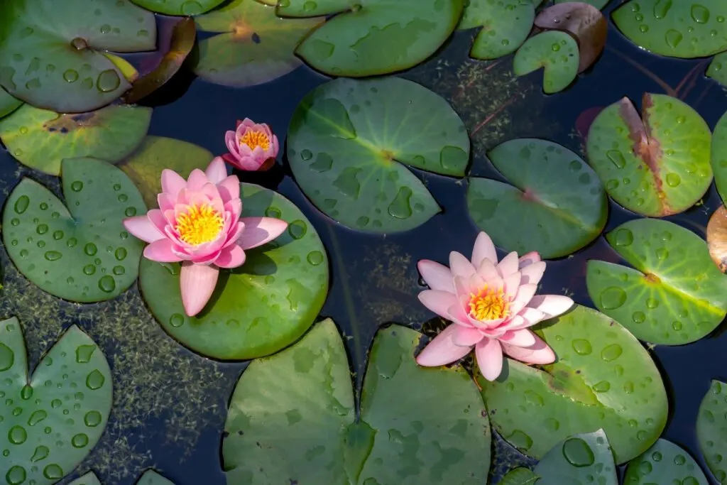 Pink water lilies on a pond at the Botanical Garden of Padua