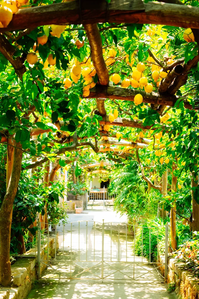 A lemon grove in Sorrento 