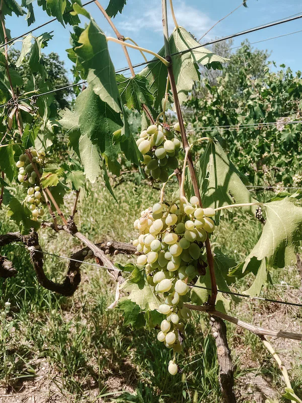 a bunch of white grapes on a vine