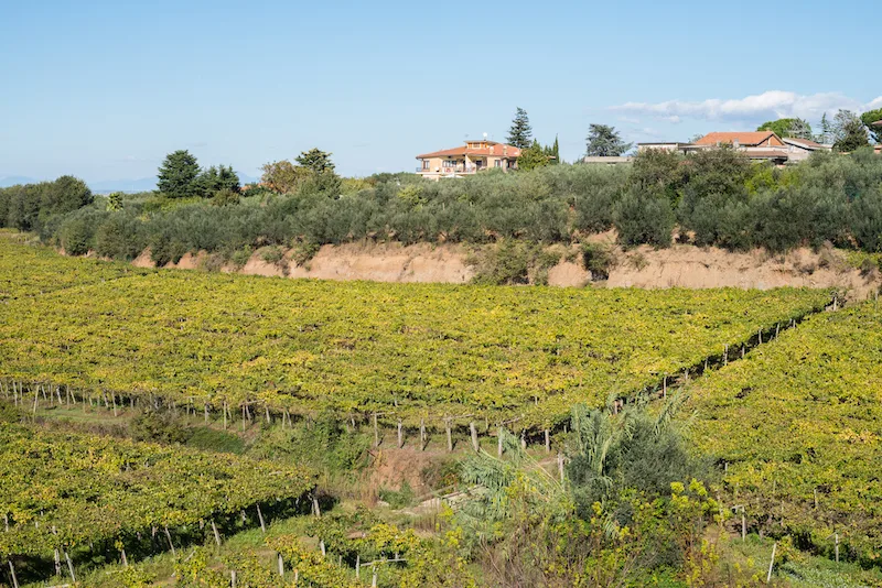 A Vineyard in Frascati, with a house in the background