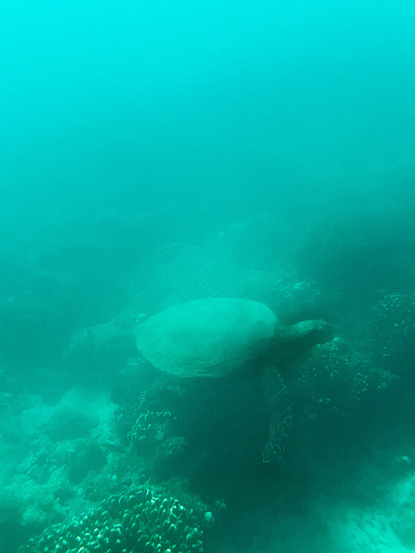 A turtle in the sea in Cancun