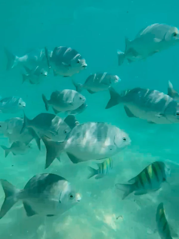 A bunch of white and yellow fish in the water.