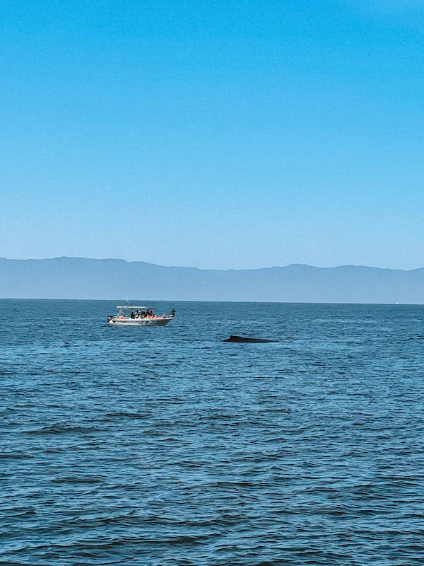 A boat in the distance with a whale jumping from the water.