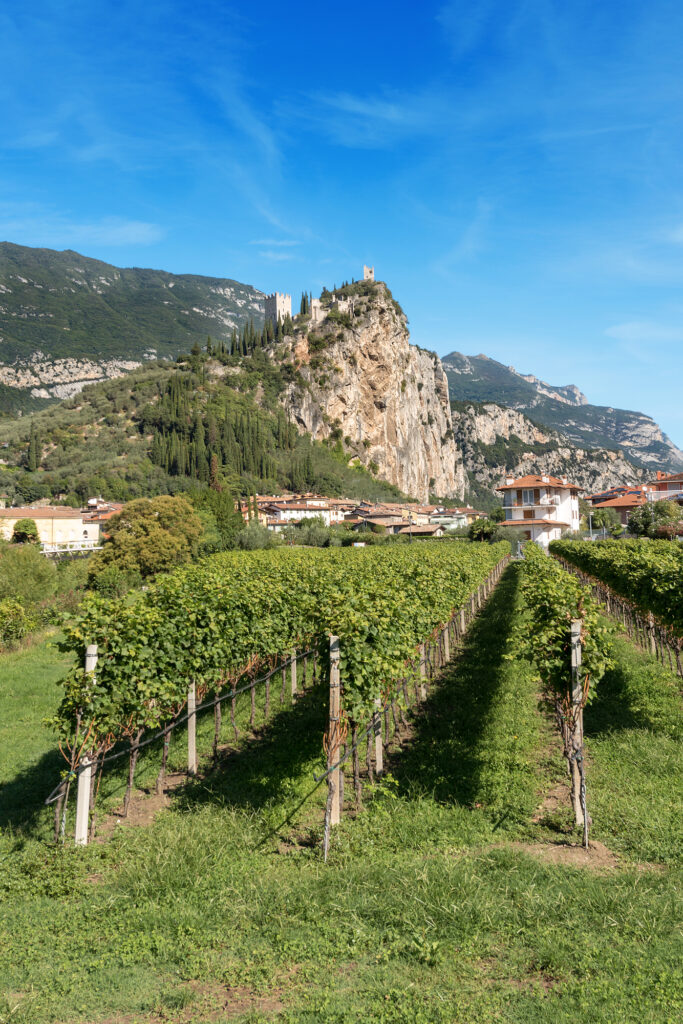 lush vineyard with a small town and mountains in the background