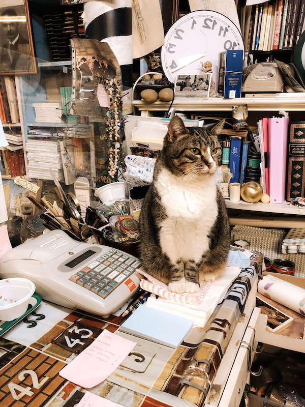 A cat sitting on top of a desk 