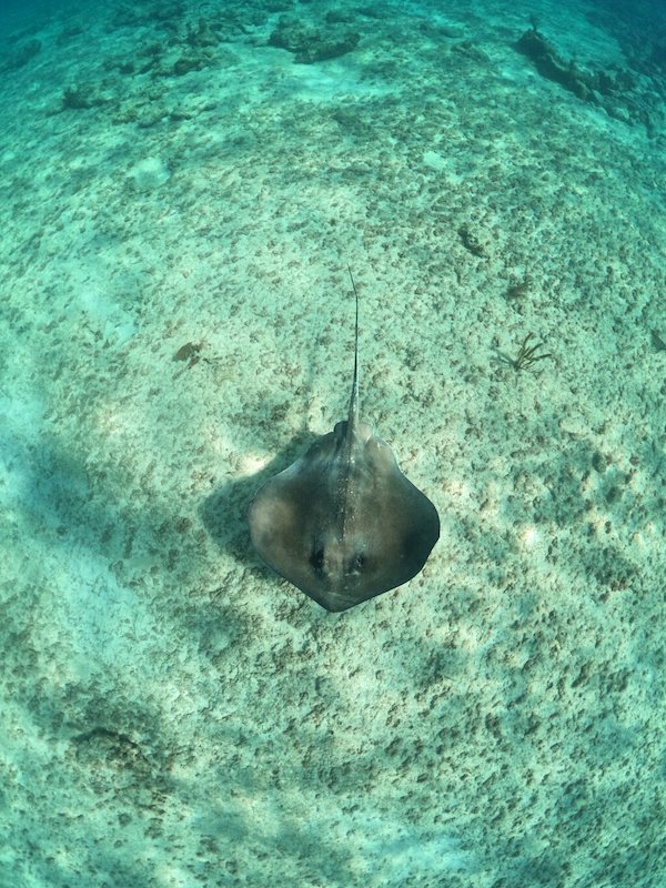 Stingray in the water