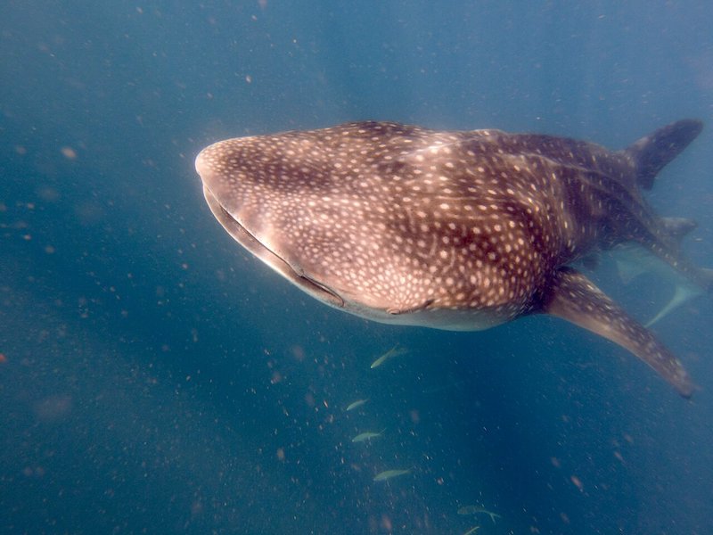 Whale shark in the water