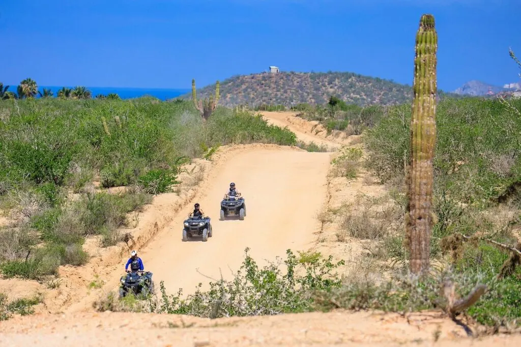 Three ATVs riding on a sandy path in the desert, with cactus and vegetation on both sides