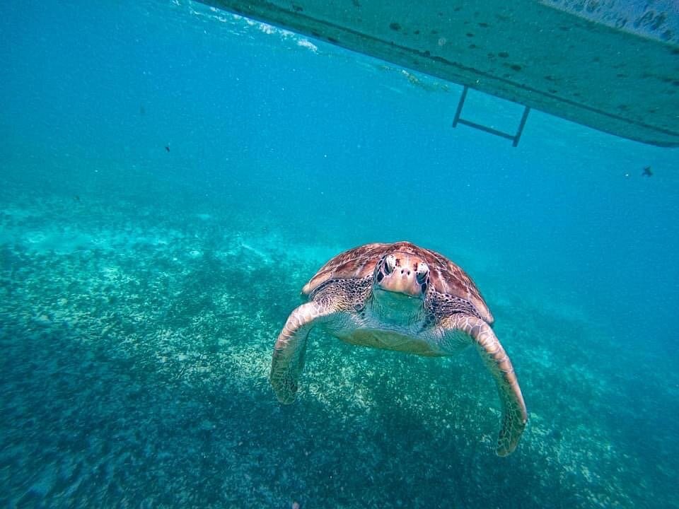 A turtle in the reef off Tulum.