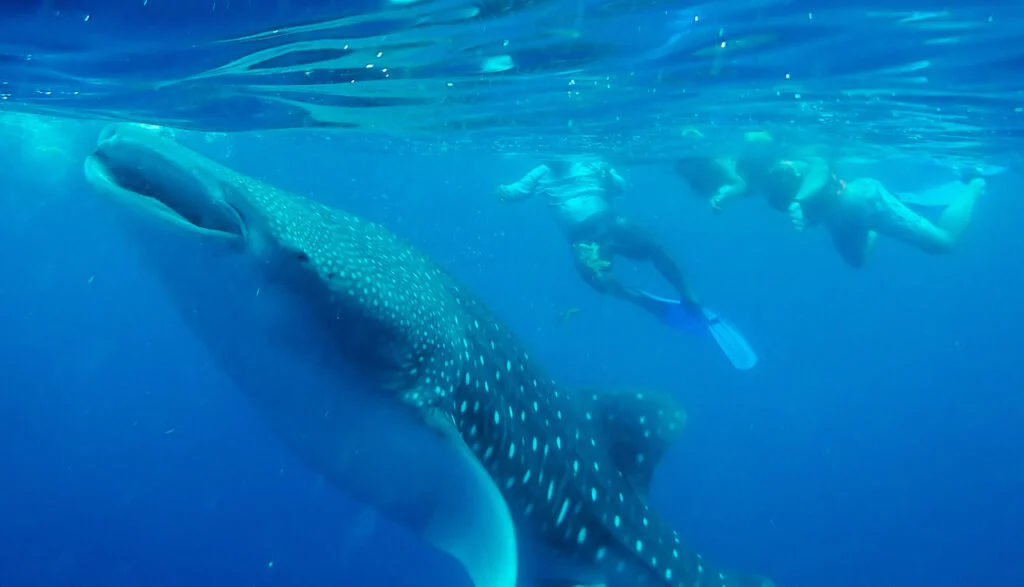 Three people swimming alongside a whale shark.