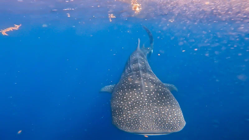 A whale shark in the ocean.