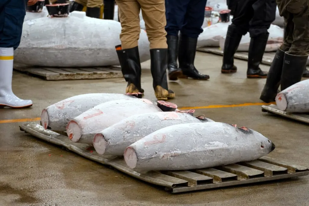 Tuna fish at an auction