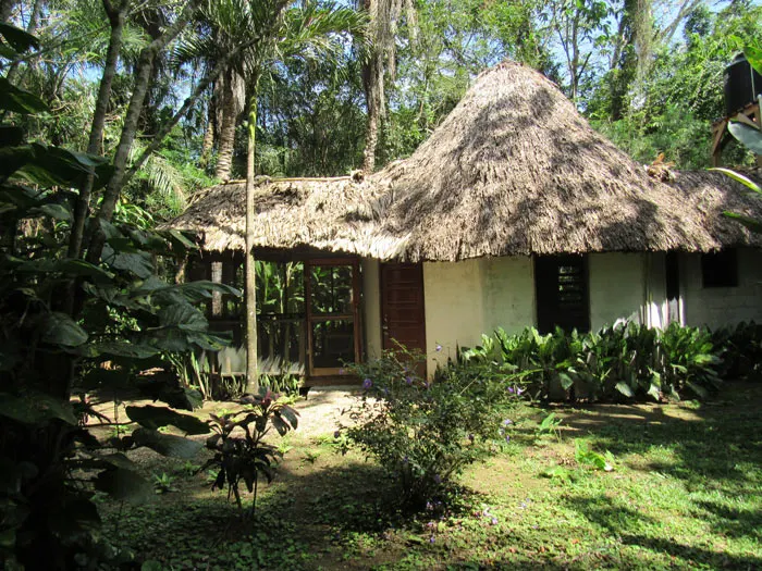 A white house with thatched roof in the middle of dense vegetation