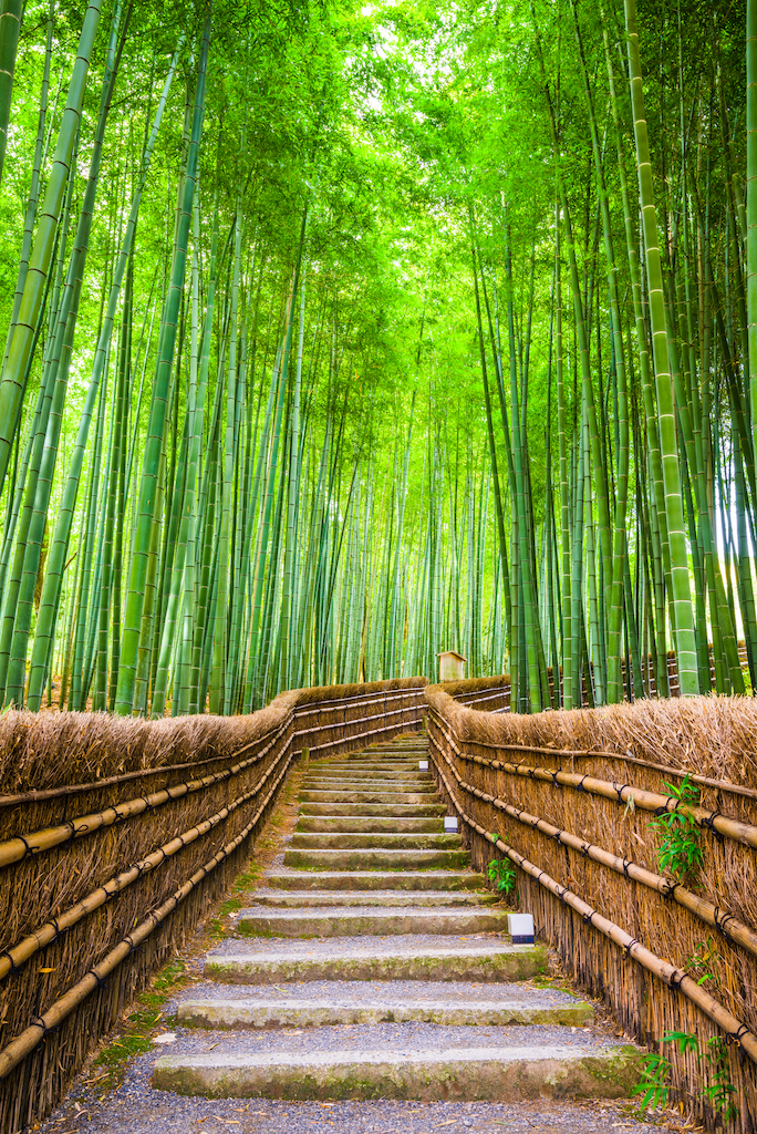 Stairs that lead into a bamboo forest 