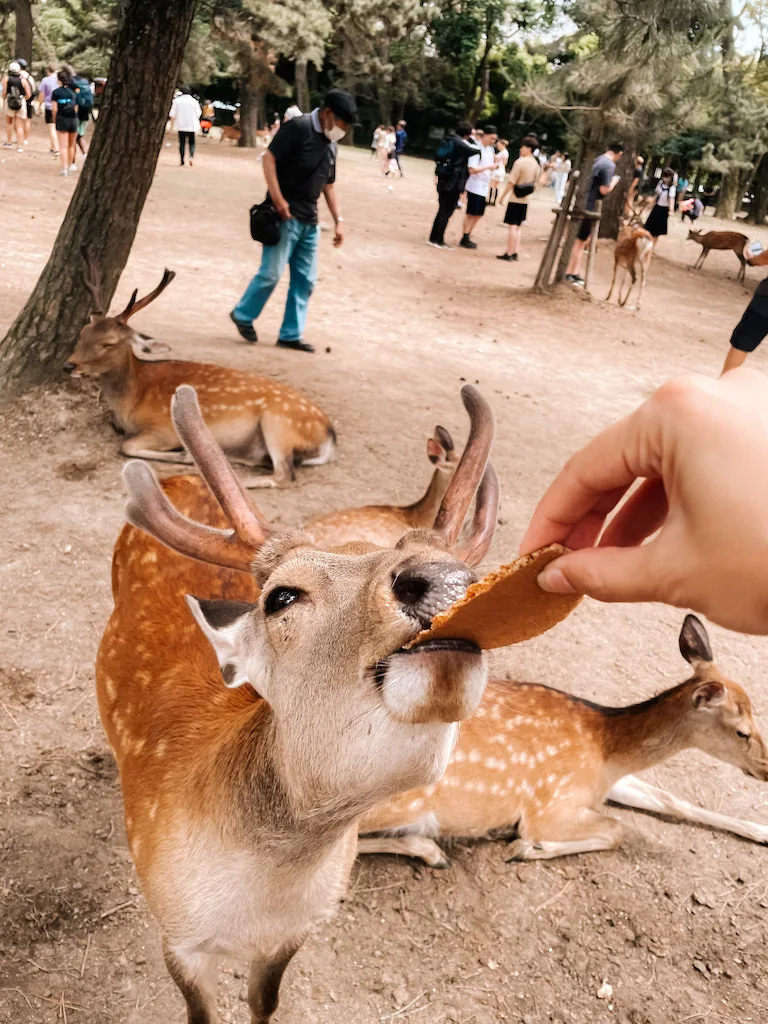 A hand feeding a cracker to a deer