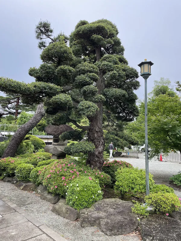 A tree surrounded by bushes and a street lamp on the side