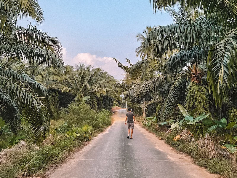 A man walking a long a road lined by palm and banana trees 