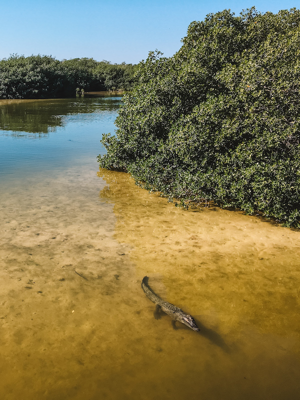 A crocodile swims in the shallow waters of Boca Paila Lagoon, surrounded by lush green mangroves in the Sian Ka'an Biosphere Reserve.

