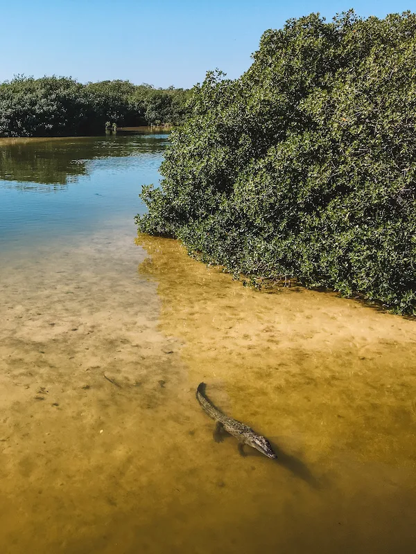 A crocodile swims in the shallow waters of Boca Paila Lagoon, surrounded by lush green mangroves in the Sian Ka'an Biosphere Reserve.

