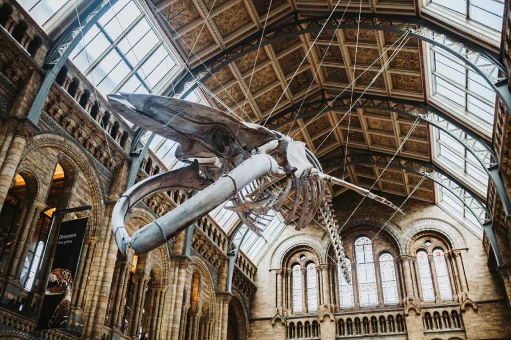 An animal's skeleton on display at the Natural History Museum