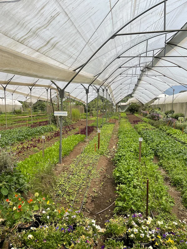 the interior of a greenhouse with long rows of green leaves