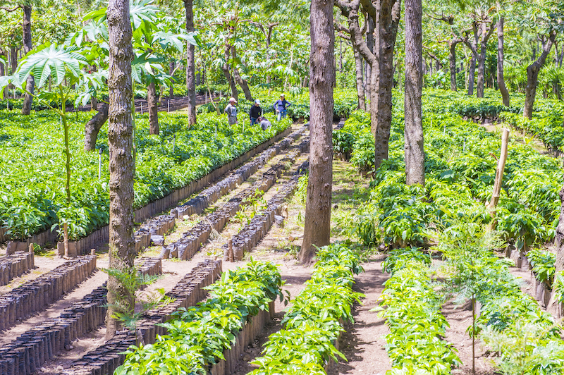 A coffee plantation in Antigua